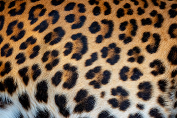 Leopard skin texture for background