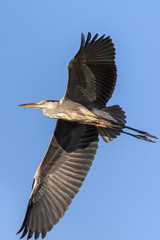 grey heron in flight