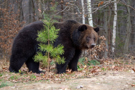 Big bear (Ursus Arctos) in forest