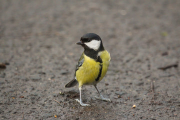 great tit
