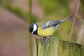 great tit