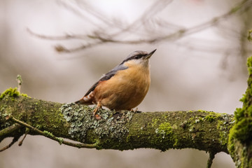 nuthatch