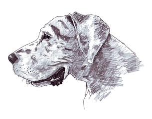 A sketch of the head of a great dane made with a pen and pencil - obrazy, fototapety, plakaty