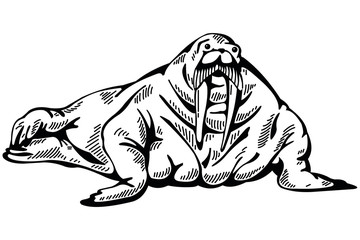 Black and white drawing of a walrus