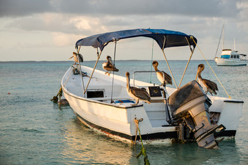 Naklejka na ściany i meble Brown Pelicans resting in a Boat during a beautiful sunset at Los Roques National Park