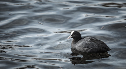 Fulica atra ; Coot ; Blässhuhn