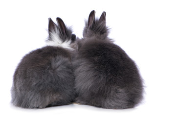 Obraz premium Cute dwarf rabbit from behind