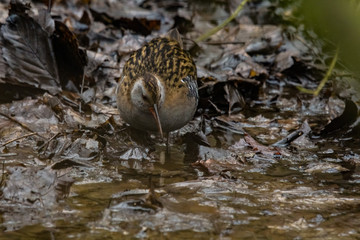 water rail