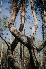Fototapeta na wymiar trunk of a tree