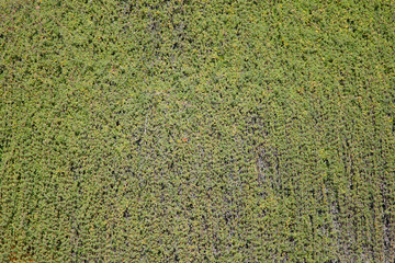 Green natural background with wall covered with plants