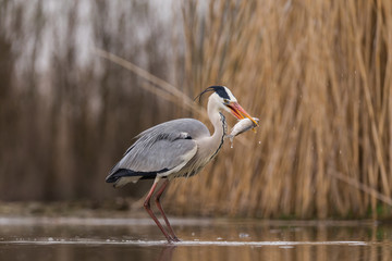 Grey Heron