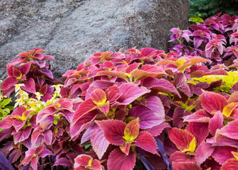 Coleus in the flowerbed near the stone