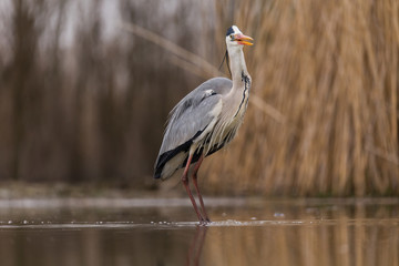 Grey Heron