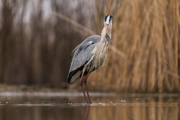 Grey Heron