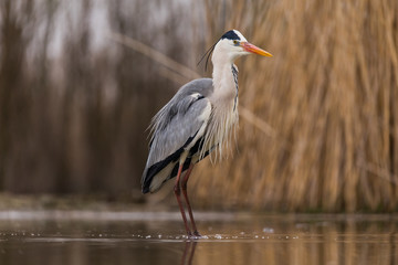 Grey Heron