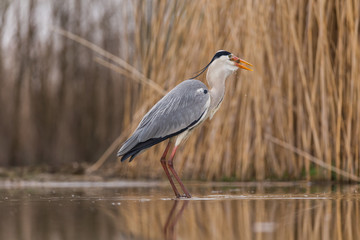 Grey Heron