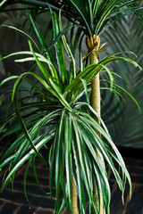 Fototapeta na wymiar Palm tree in pot, house plant. Design, interior, minimalism. Side view