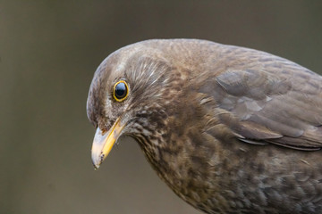 blackbird