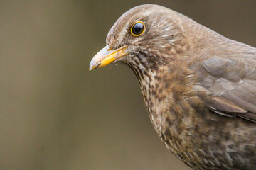 blackbird
