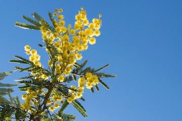 Mimosa Spring Flowers Easter background. Blooming mimosa tree over blue sky with copy space