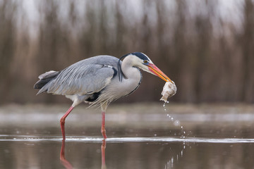 Grey Heron