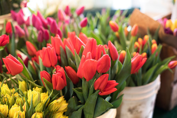 Fototapeta premium buckets of tulips 