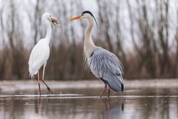 Grey Heron