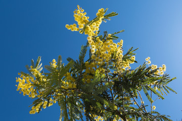 Mimosa Spring Flowers Easter background. Blooming mimosa tree over blue sky with sun