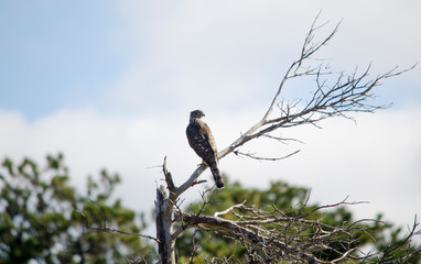 Cooper's Hawk Perched on a Dead Tree