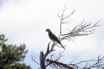 Cooper's Hawk Perched on a Dead Tree