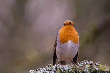 robin