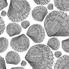 pattern of the seashells sketches