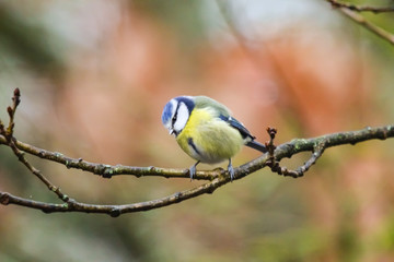 bluetit