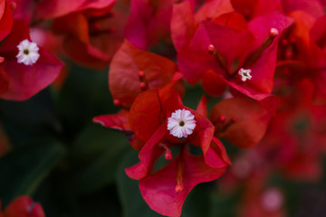 RED FLOWERS BACKGROUND