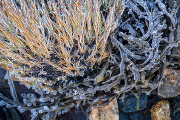 Frozen seaweed, Norway