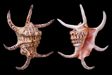 Harpago chiragra