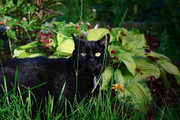 Black cat on a walk in the green garden grass