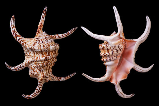 Harpago chiragra