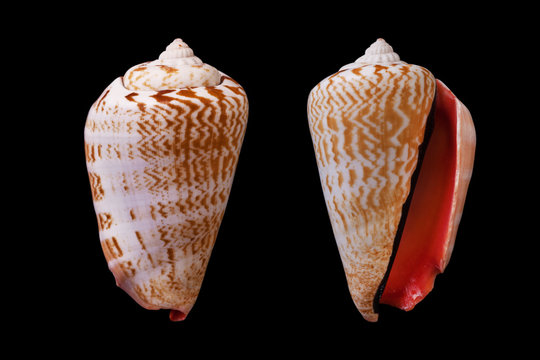 Strombus luhuanus 