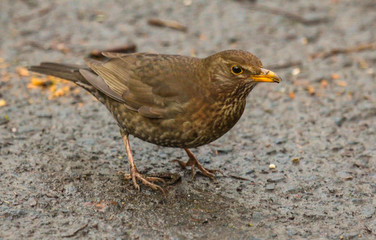 blackbird