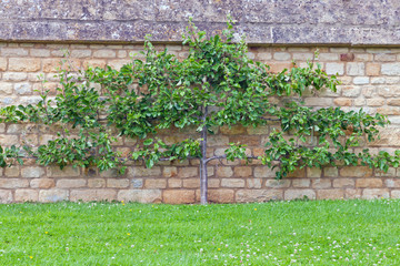 Espalier training apple tree on a lime stone wall in front of green grass, English summer garden .