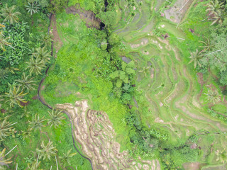Aerial view of palm and rice terraces.