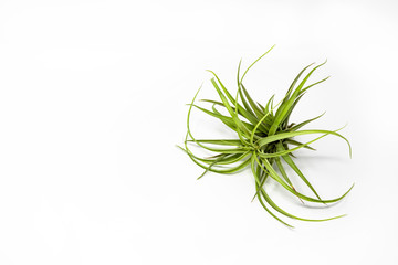 A tillandsia isolated on a white background. It belongs to the family of the Bromeliaceae. Is known as Airplant because it has no underground roots and absorbs nourishment from the humidity of the air
