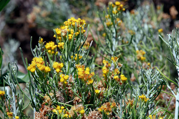 Obraz premium Seidenhaarige Schizogyne (Schizogyne sericea)