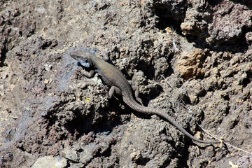 männliche, Westliche Kanareneidechse (Gallotia galloti palmae)