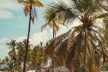 Fototapeta na wymiar Coconut palm trees against a blue sky, Zanzibar