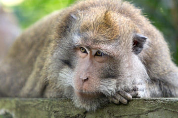 Large monkey and lies resting on the stone.