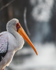 Yellow billed stork at Lake Naivasha, Kenya