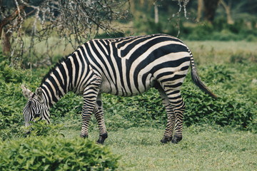 Fototapeta na wymiar Zebra at Crater Lake Game Sanctuary, Kenya