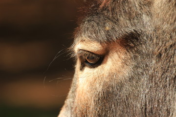 Domestic animals - eye of a donkey